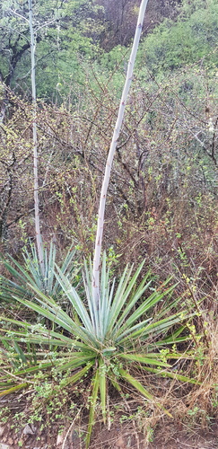 Agave rubescens Salm-Dyck