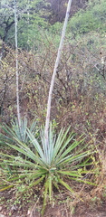 Agave angustifolia rubescens