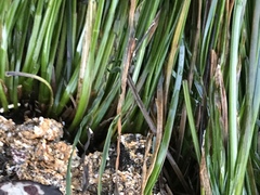 Phyllospadix scouleri