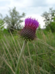 Carduus hamulosus