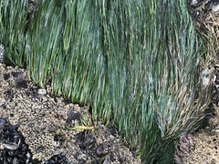 Phyllospadix scouleri