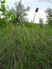 Carduus hamulosus