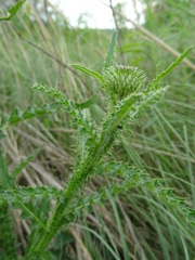 Carduus hamulosus
