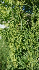 Rumex confertus