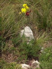 Crepis chondrilloides