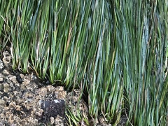 Phyllospadix scouleri