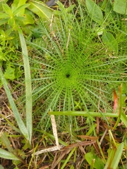 Eryngium pristis