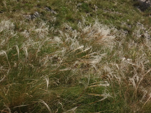 Image of Stipa eriocaulis by (c) Christian Berg, some rights reserved (CC BY)