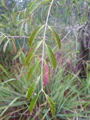 Eugenia myrcianthes