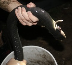 Siren intermedia