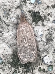 Dichomeris ventrellus