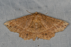 Euchlaena tigrinaria