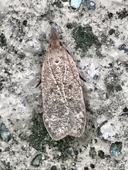 Dichomeris ventrellus