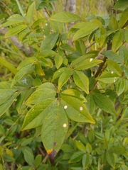 Lonchocarpus nitidus