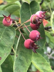 Amelanchier × lamarckii