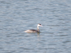 Podiceps cristatus