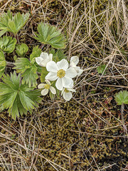 Anemonastrum villosissimum