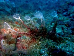 Pycnoclavella detorta