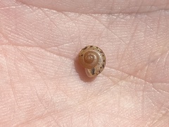 Polygyrinae