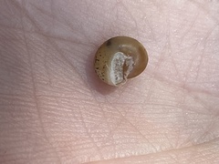 Polygyrinae