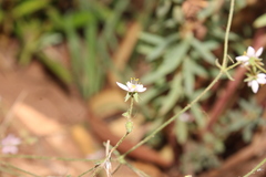 Rhodalsine geniculata image