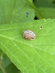 Polygyrinae