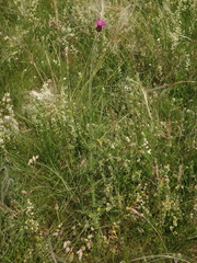 Carduus collinus