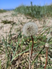 Taraxacum officinale