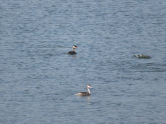 Podiceps cristatus
