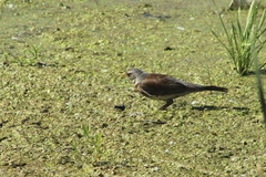 Turdus pilaris