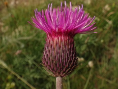 Carduus collinus