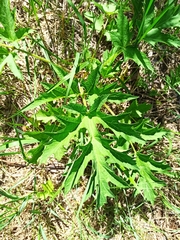 Heracleum sphondylium sibiricum