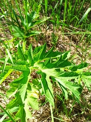 Heracleum sphondylium sibiricum