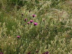 Carduus collinus
