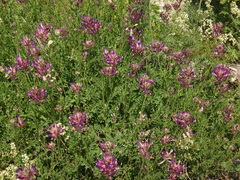 Astragalus vesicarius