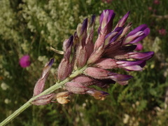 Astragalus vesicarius