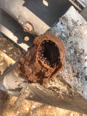 Lestrimelitta chamelensis