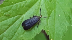 Dichomeris nonstrigella