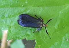 Dichomeris nonstrigella