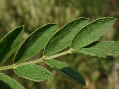 Astragalus vesicarius