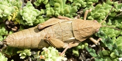 Eumigus monticola