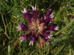 Astragalus vesicarius