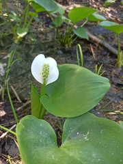 Calla palustris