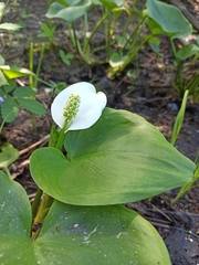 Calla palustris