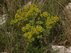 Ruta divaricata