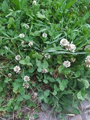 Trifolium repens