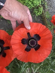 Papaver × pseudo-orientale