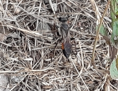 Sphecidae