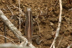 Medopheos edracanthus