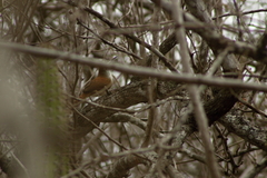 Cantorchilus superciliaris